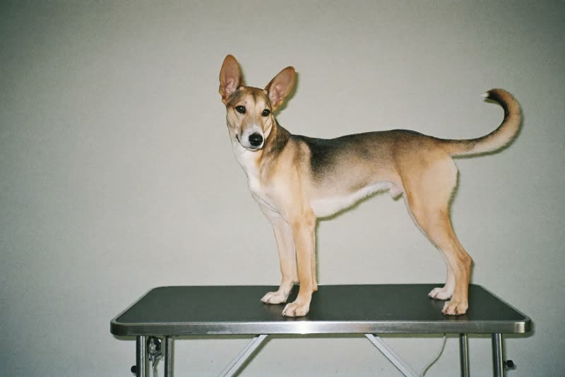 A dog standing calmly on a stainless steel grooming table