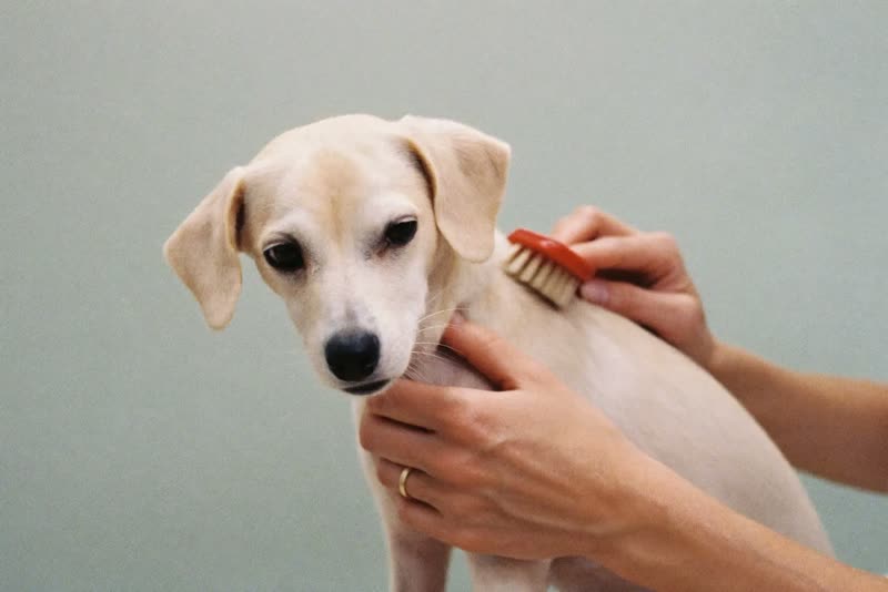 Hands brushing the coat of a small dog
