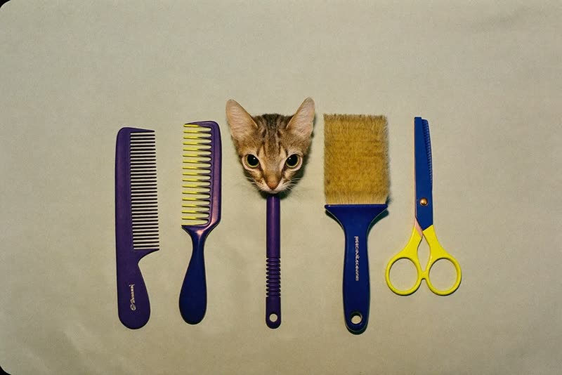 Clean grooming brushes, combs and clippers laid out on a pale surface