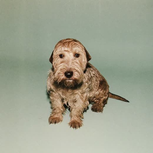 A small terrier just out of the bath, sitting against a pale mint background