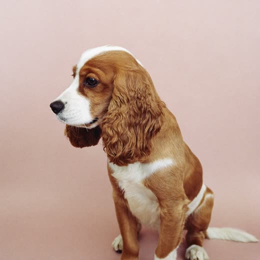 A cocker spaniel with a freshly trimmed coat against a pale blush background