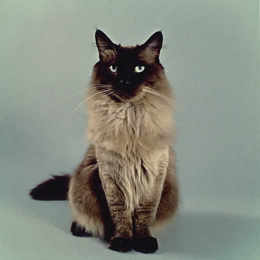 A long-haired cat with a smoothly brushed coat against a pale grey-blue background