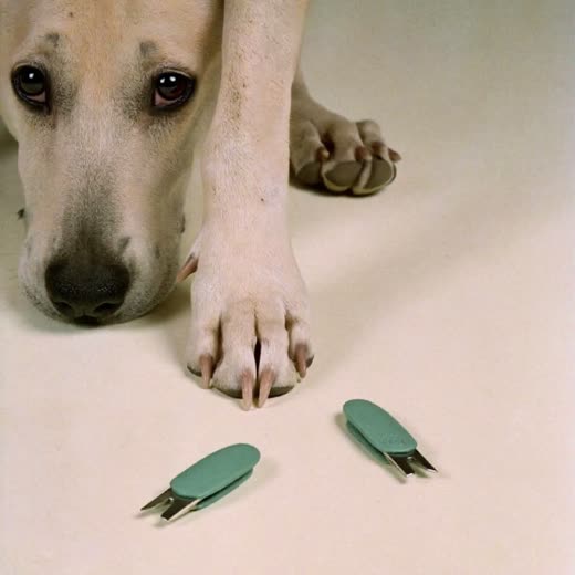 A dog's paw with freshly clipped nails resting on a pale cream surface