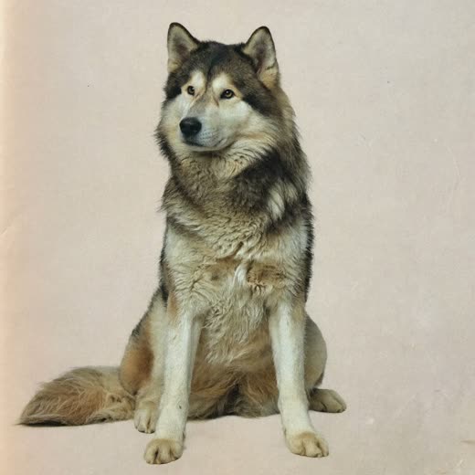 A thick-coated husky with a freshly de-shedded, fluffed coat against a pale sand background
